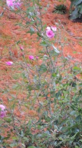 Quelques malheureuses roses noyées dans le feu des aiguilles de pin omniprésentes.