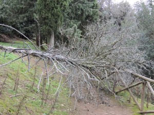 Dans le haut de la "Strada di San Francesco", un solide tronc d'arbre, emporté par la violence du vent, barre le passage.