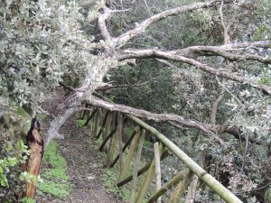 Un arbre a également été abattu à l'entrée supérieure du "sentiero dei Lecci".