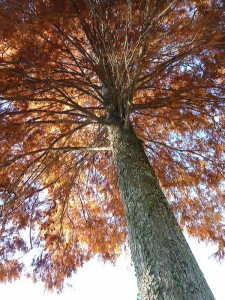 Un de nos pins du Mississipi à l'automne, revêtu de sa cape automnale couleur rouille.
